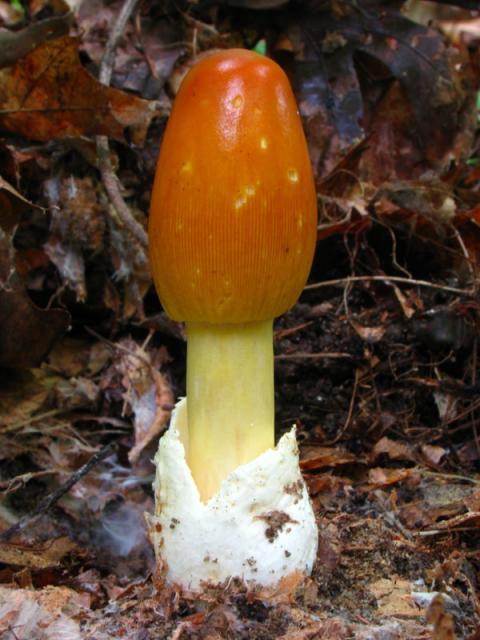 Самые красивые и необычные грибы в мире