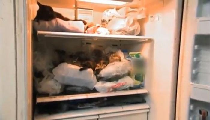 Женщина заморозила 100 трупов кошек и хранила их в холодильнике