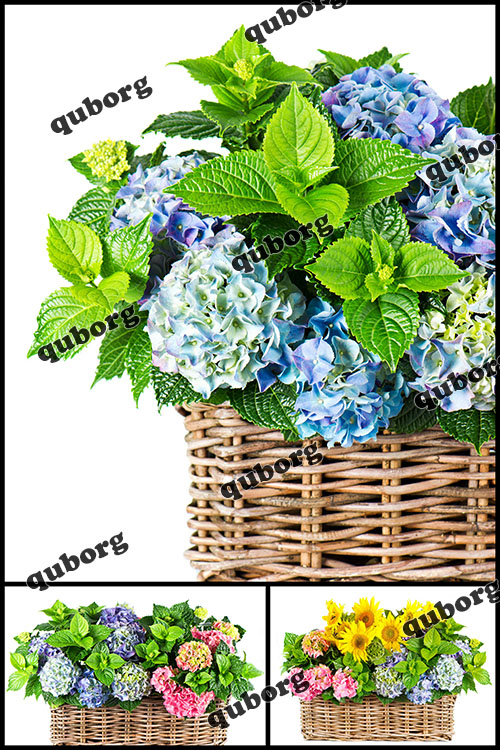 Stock Photos - Colorful Flowers in Basket
