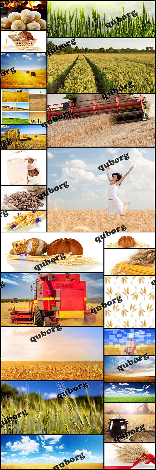 Stock Photos - Wheat & Bread