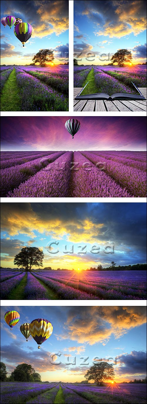     / Lavender Fields and ballons - Stock photo