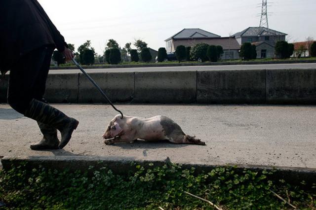 Невероятное - в Китае очищают реку от 6 тысяч мертвых свиней… 