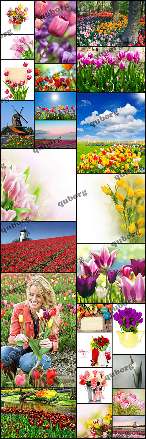 Stock Photos - Tulips