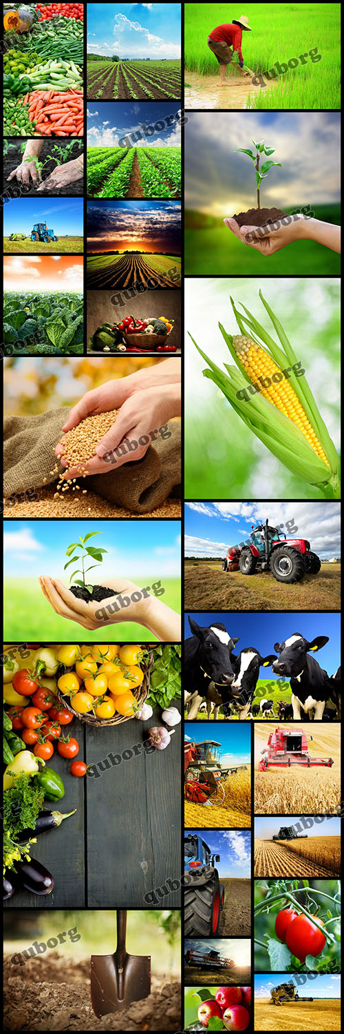 Stock Photos - Agriculture