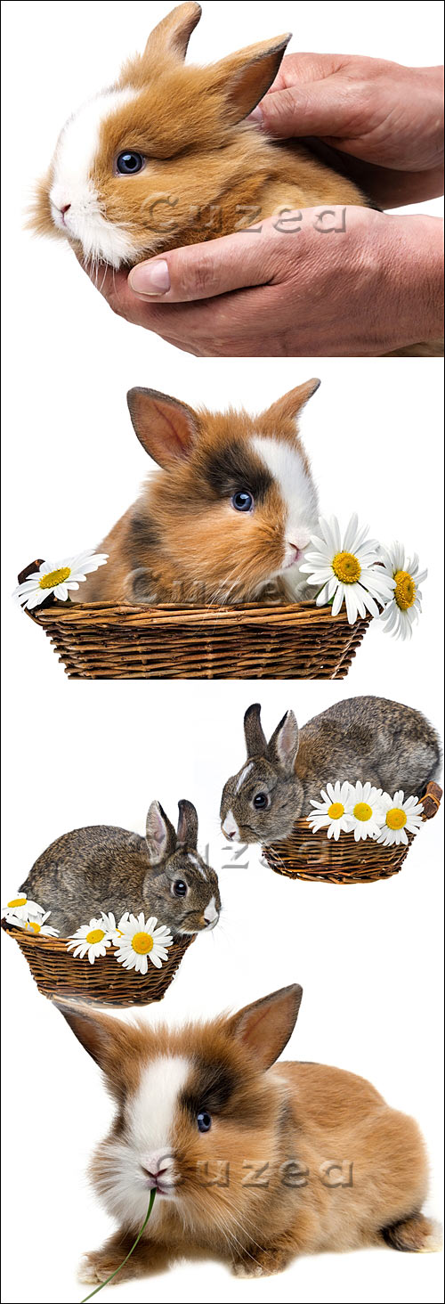    / Little spring rabbit in a basket - stock photo