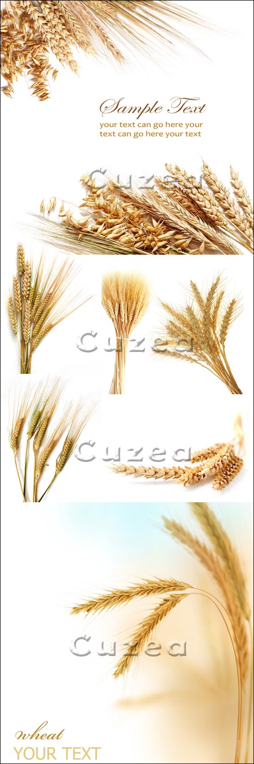  / Wheat ears - Stock photo