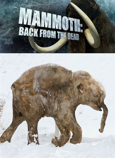 :    / Mammoth: Back from the Dead (2013) IPTVRip