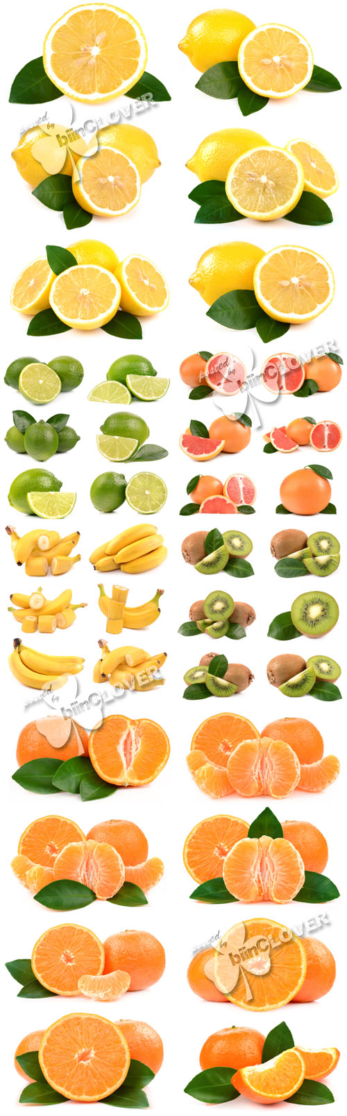 Fruits and citrus 0440