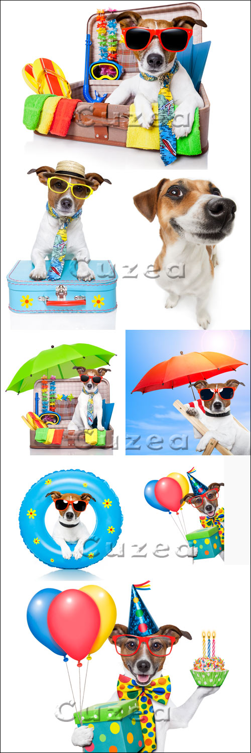      / Summer holiday dog - stock photo