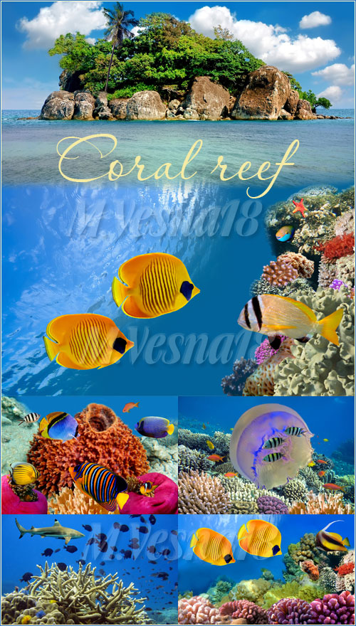   / Coral reef - stock photo