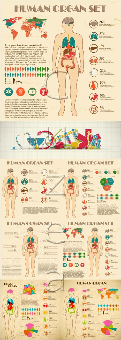   / Medical infographic - vector stock