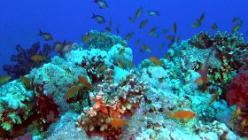Коралловый риф 3D: Подводный мир Египта / Adventure coral reef 3D: Under the sea of Egypt (2012) 2D, 3D Blu-Ray 1080p