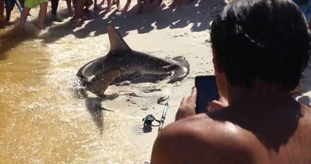 Акула - молот родила детенышей на пляже прямо на глазах у отдыхающих (фото + видео)