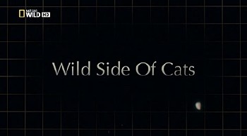 Дикая сторона кошки / Wild Side of Cats (2012) HDRip