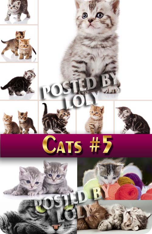 Чудесные котята #7 - Растровый клипарт