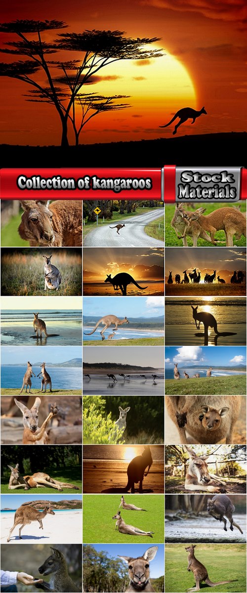 Collection of kangaroos at various pezazhah Australia sunset sea beach meadow 25 HQ Jpeg