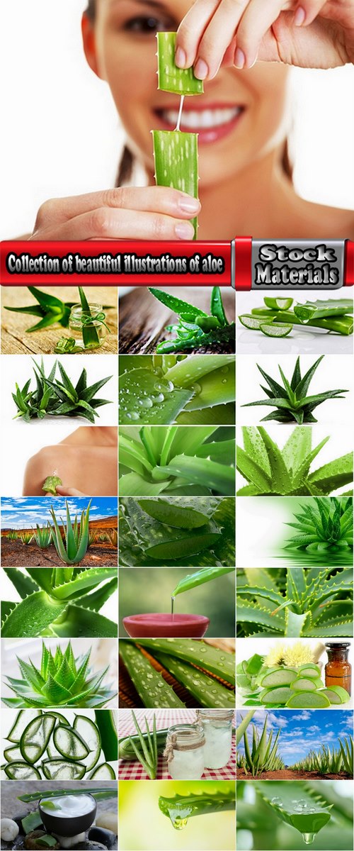 Collection of beautiful illustrations of aloe juice vitamin green stem 25 HQ Jpeg