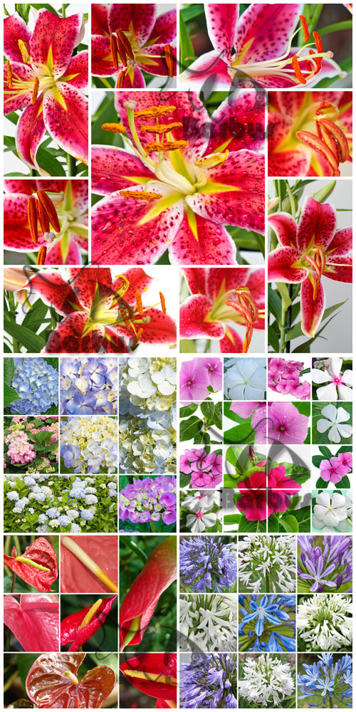 Flower collage / Цветочный коллаж - Photo stock