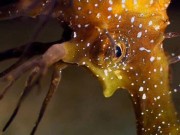 National Geographic:    / National Geographic: Seahorses: Wanted Dead or Alive (2010) SATRip