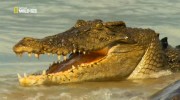 National Geographic:   / National Geographic: Croc Invasion (2012) HDTVRip